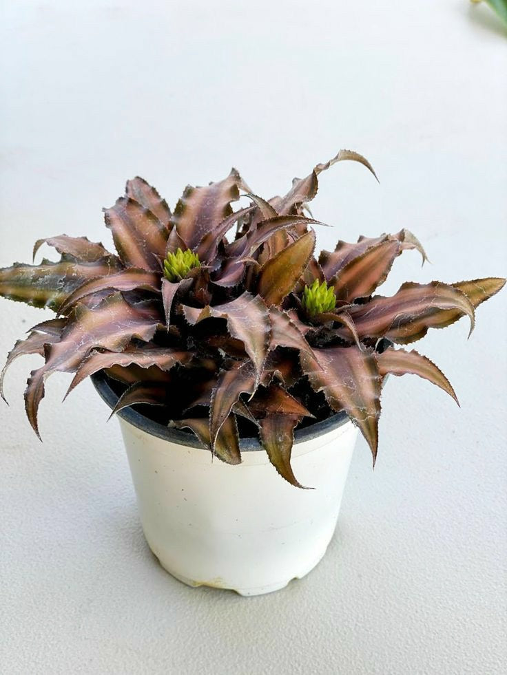 Cryptanthus bivittatus brown Starlite Indoor Plant