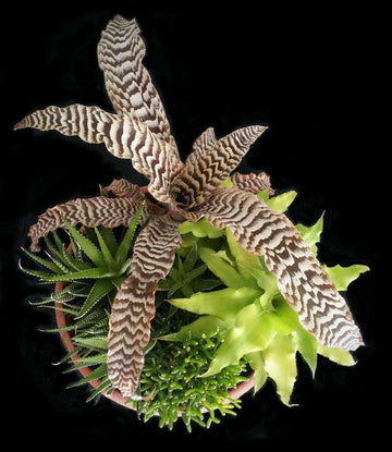 Cryptanthus Zonatus, Exotic Bromeliad