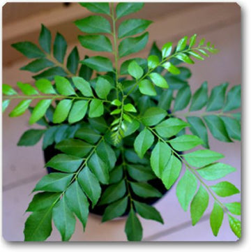 Curry Leaves Plant