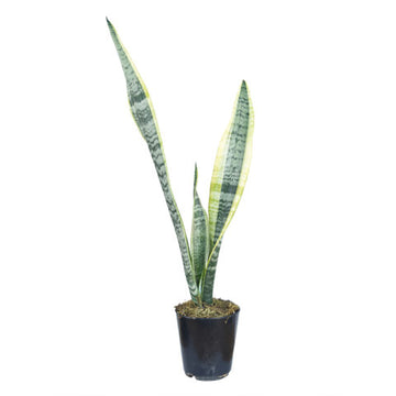 Sansevieria Robusta Superba