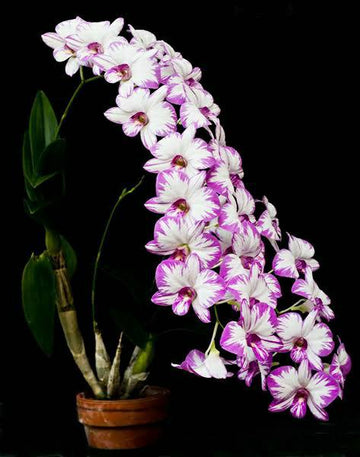 Dendrobium Pink Lady Splash, Potted Orchid, Bloom Beauty