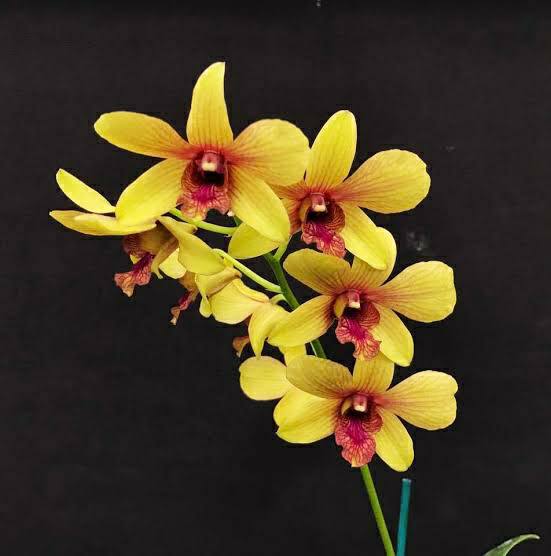 Dendrobium Thongchai Gold, Potted Orchid, Bloom Beauty