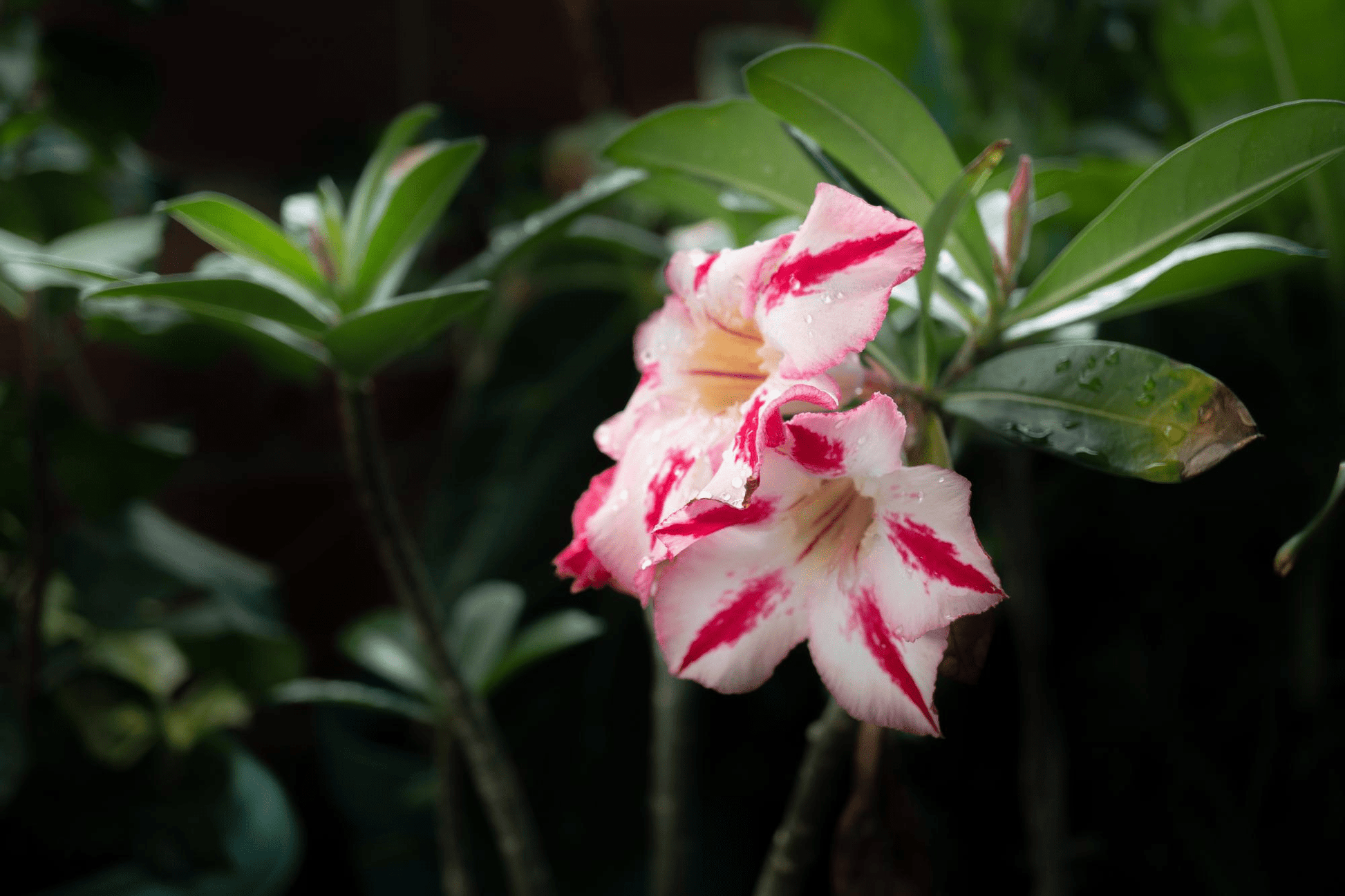  COLIBYOU Desert Rose， Adenium Obesum one Year Plant ， Baby  Size Bonsai Caudex (1 Rose) : Patio, Lawn & Garden