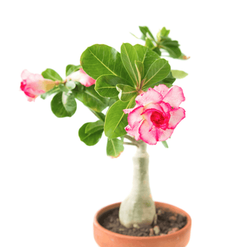 Desert Rose  Mix Color Single Plant, Adenium Bonsai