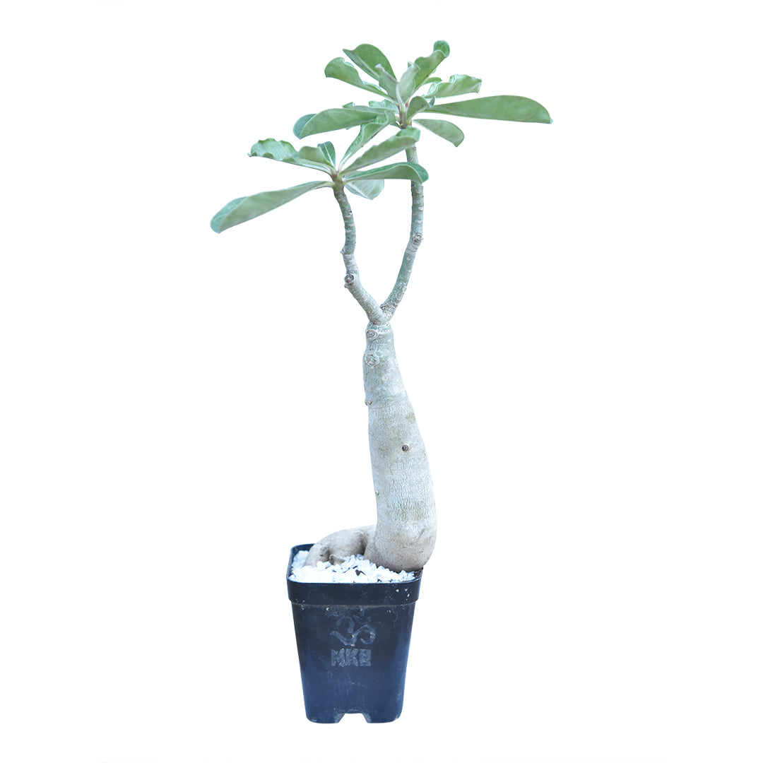 Desert Rose Plant (Adenium Obesum) - Rare Caudex Bonsai, 2 Pots, Exotic Succulent