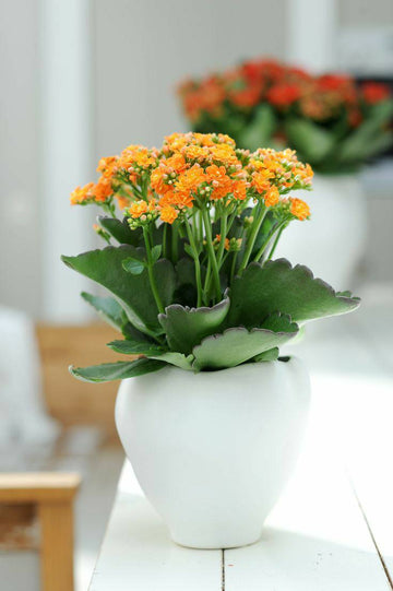 Double Orange Kalanchoe Plant, Kalanchoe Plant for Sale Near Me