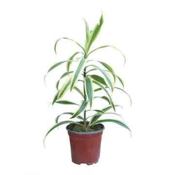 Dracaena Song Of India Indoor Plant