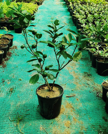 Dwarf China Orange