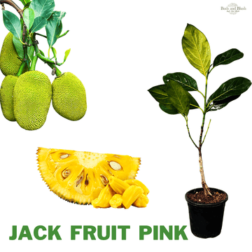 Dwarf Jack Fruit Pink, Grafted Fruit Plant, Pot Variety