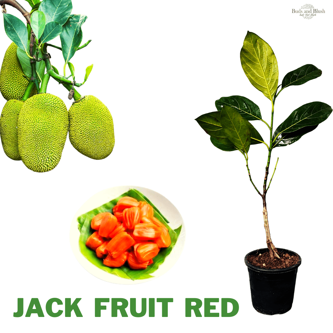 Dwarf Jack Fruit Red, Grafted Fruit Plant, Pot Variety