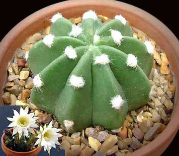 Echinopsis Subdenudata, Majestic Rare Cactus