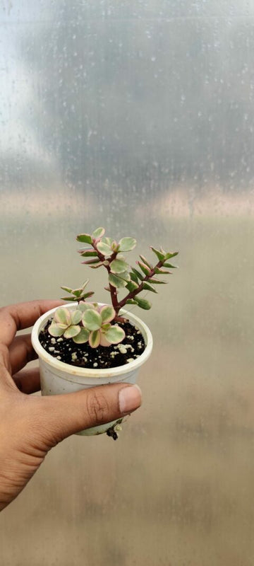 Elephant Bush Plant Variegated, Lucky jade