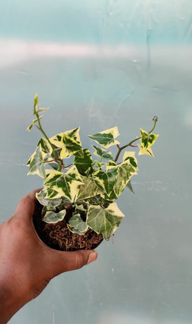 wax ivy succulent English Wax Ivy 'Variegated'