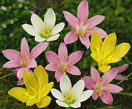 Fairy Lily Mix of 5 Colour, Rain lily