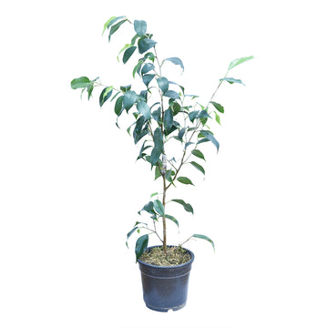 Ficus Benjamina Plant