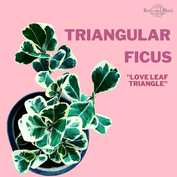 Ficus Triangularis Variegated Indoor Plants