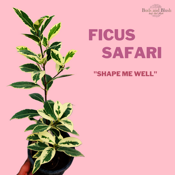 Ficus Starlight Plant