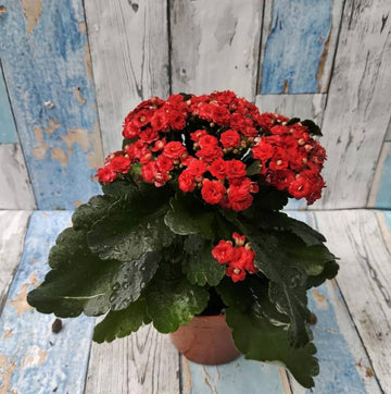 Get Online Live Kalanchoe Plant Red Flower Color in Beautiful For your Living Space