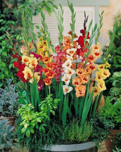 Gladiolus Bulb Single, Random Color, Bloom Beauty