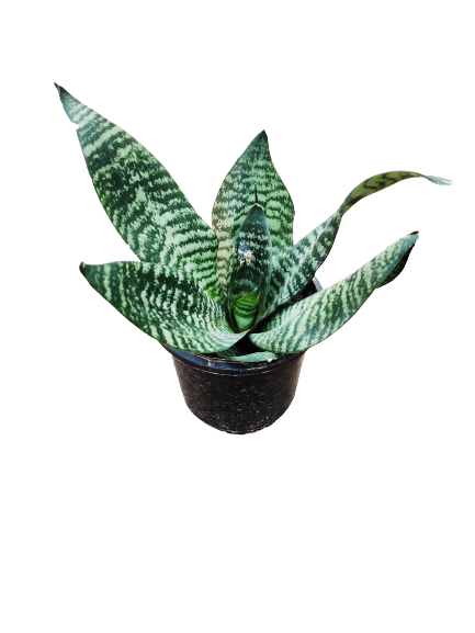 snakeskin succulent Sansevieria Snake Skin