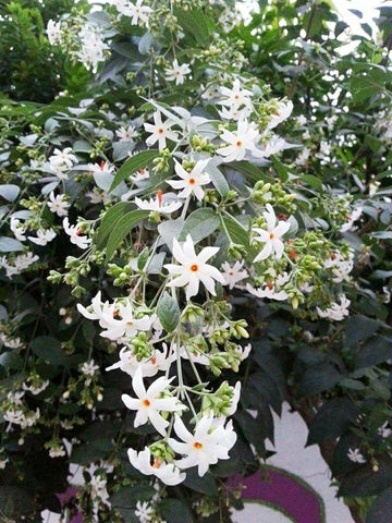 Harsingar Plant, Mythological Plant, Fragrant Flowering Variety