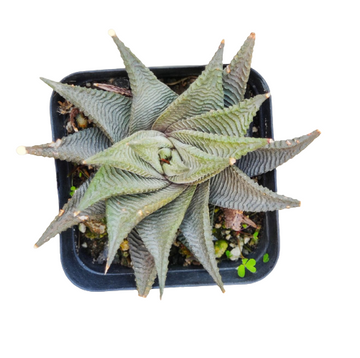 Haworthia limifolia Indoor Plants