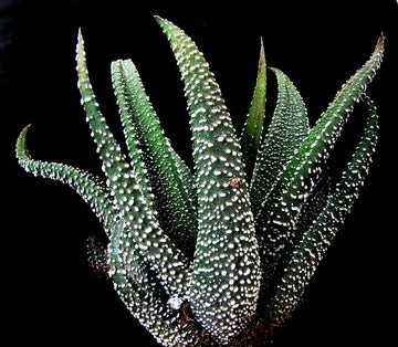 Haworthia Radula