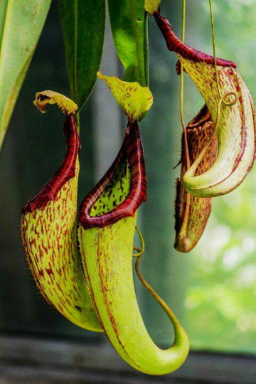 Hybrid Pitcher Plant, Insectivorous Plants