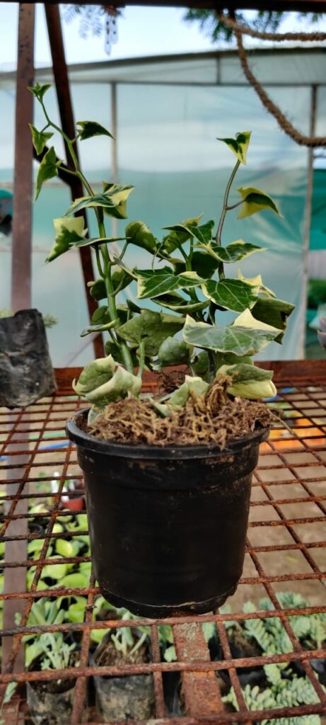wax ivy succulent English Wax Ivy 'Variegated'