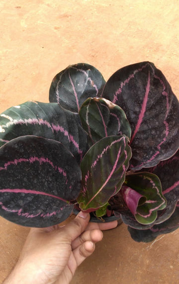 Dark Calathea Dottie Indoor Plant