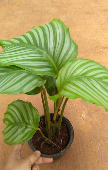 Calathea Orbifolia Indoor Plant