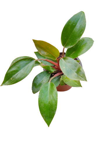 Philodendron Rojo Congo