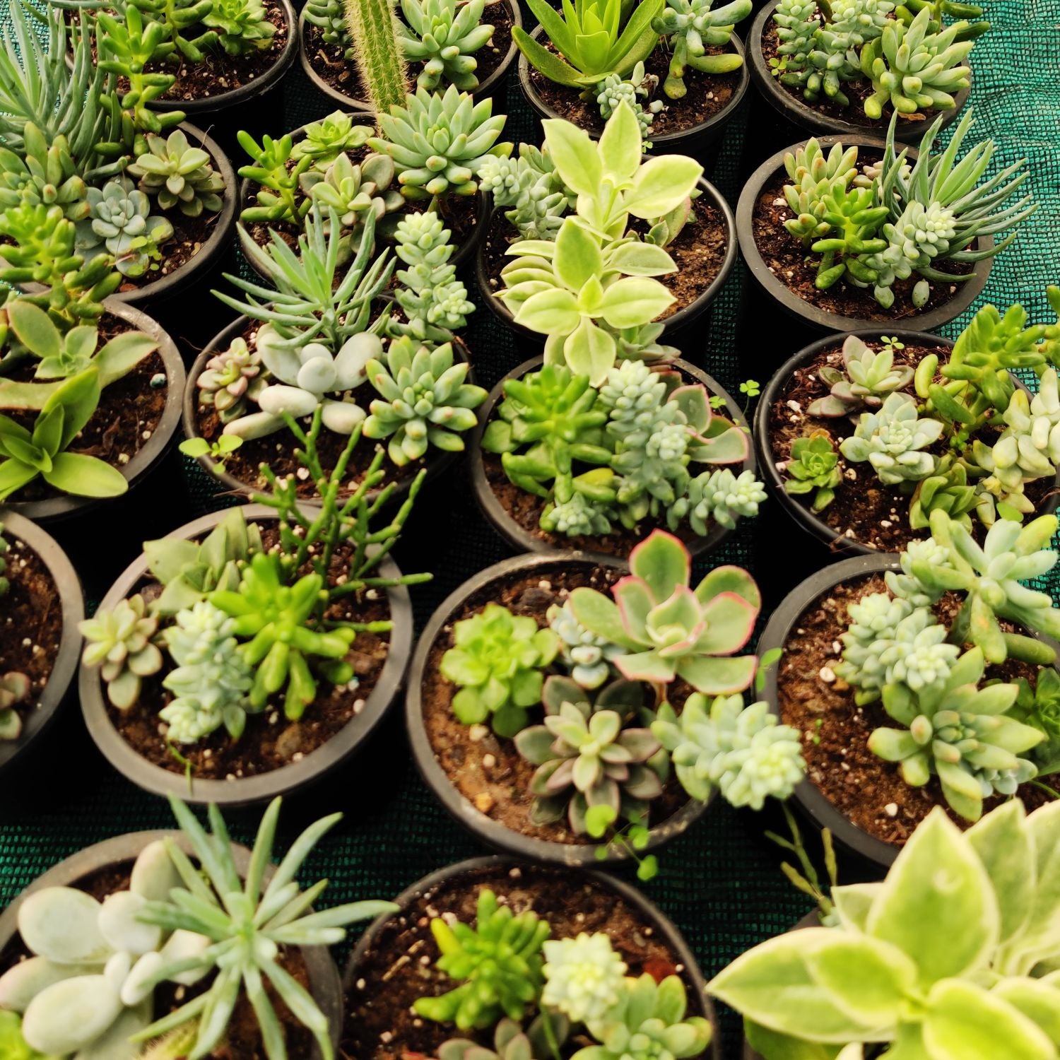 Assorted Succulent set of 20 Plants With Pot