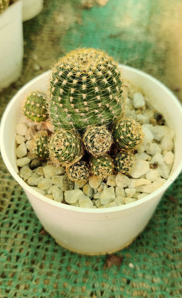 Lobivia Arachnacantha Live Cactus Plant, Majestic Rare Cactus