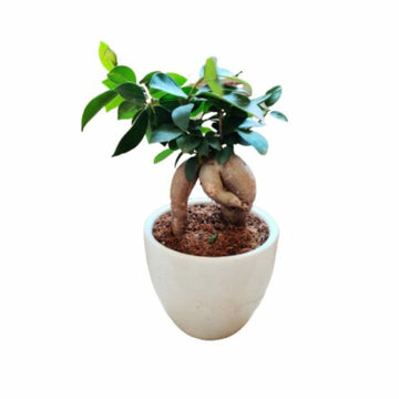 Bonsai Tree Ficus Ginseng- Indoor Bonsai Trees