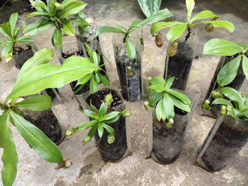 Hybrid Pitcher Plant, Insectivorous Plants