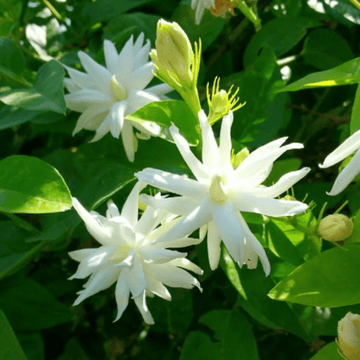 Chameli Flower Plant, Jasmine, Fragrant Flowering Variety