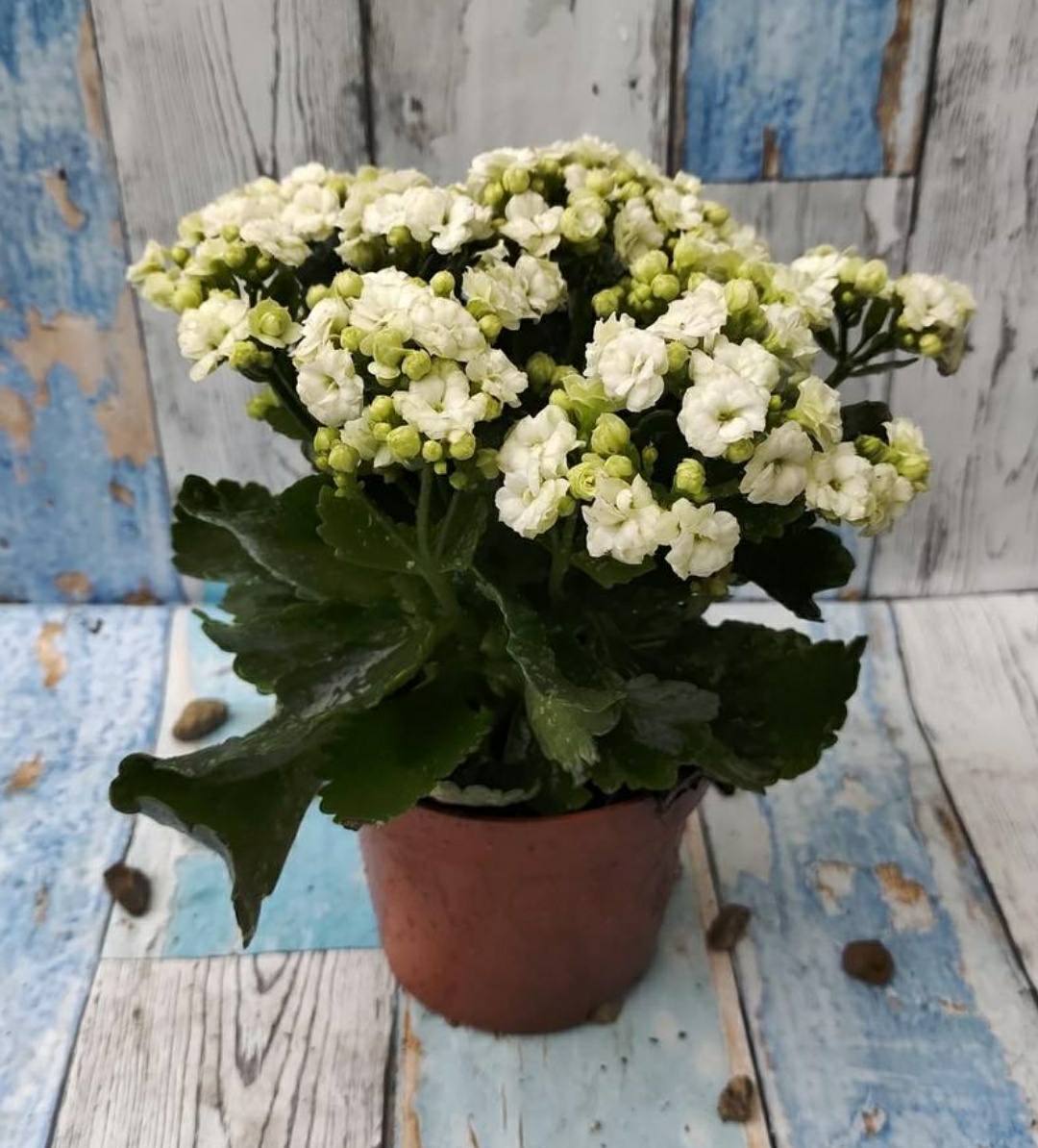 Kalanchoe Plant White Color Flower with Plastic Pot