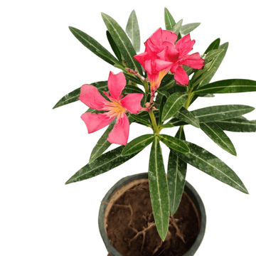 Kaner Plant, Nerium oleander