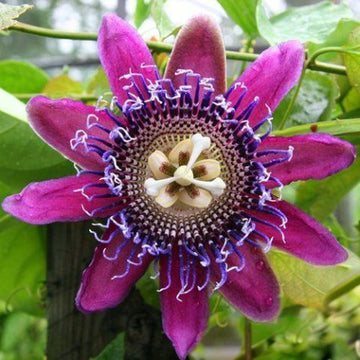 Krishna Kamal Purple- Pink Creeper, Rare Passion Flower-Fruit