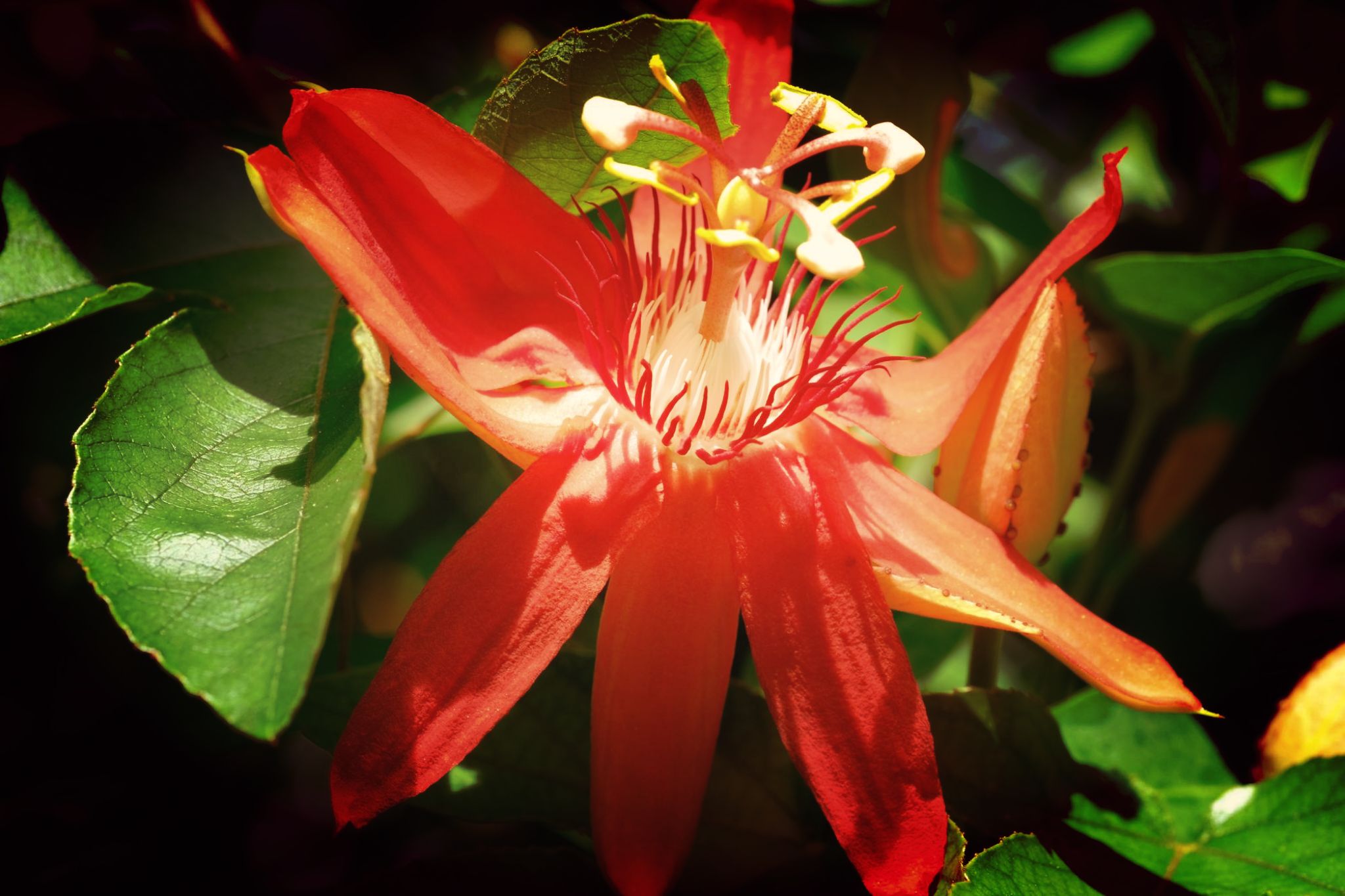 Krishna Kamal Red Creeper  Passion Flower-Fruit  Bloom Beauty Budsnblush.com