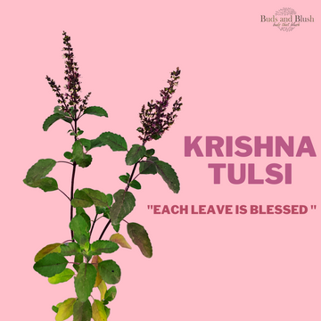 Krishna Tulsi Plant