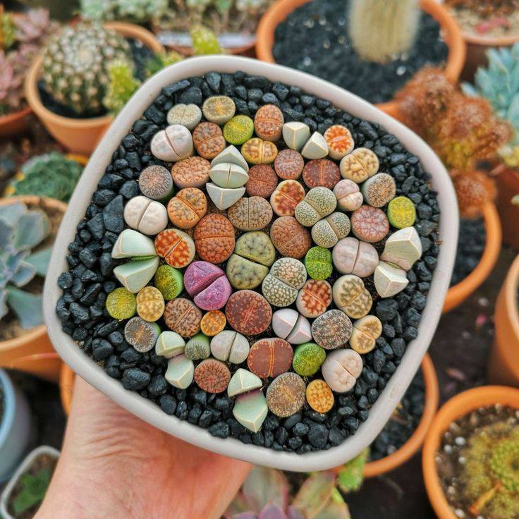 Living Stone plant in Ceramic Pot, 4-5 Lipthops