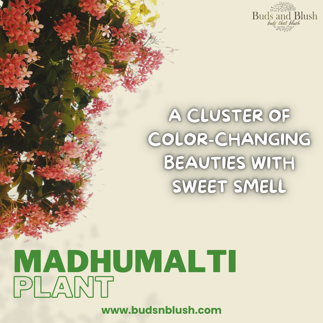 Madhumalti Fragrant Vine' Rangoon Creeper Plant