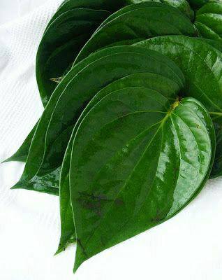 Magai Meetha Paan, Rare Betel Leaf Piper, Betel Maghai Paan – Healthy Live Outdoor Plants