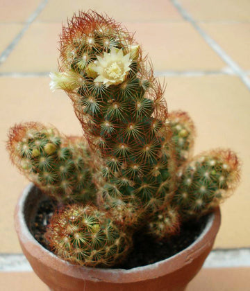 Mammilaria Elongata, Majestic Rare Cactus