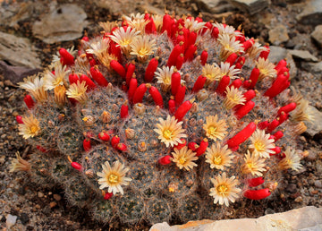 Mammillaria Spinosissima Rubra, Majestic Rare Cactus