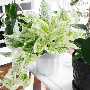 Marble Queen Pothos Air Purifying Plants