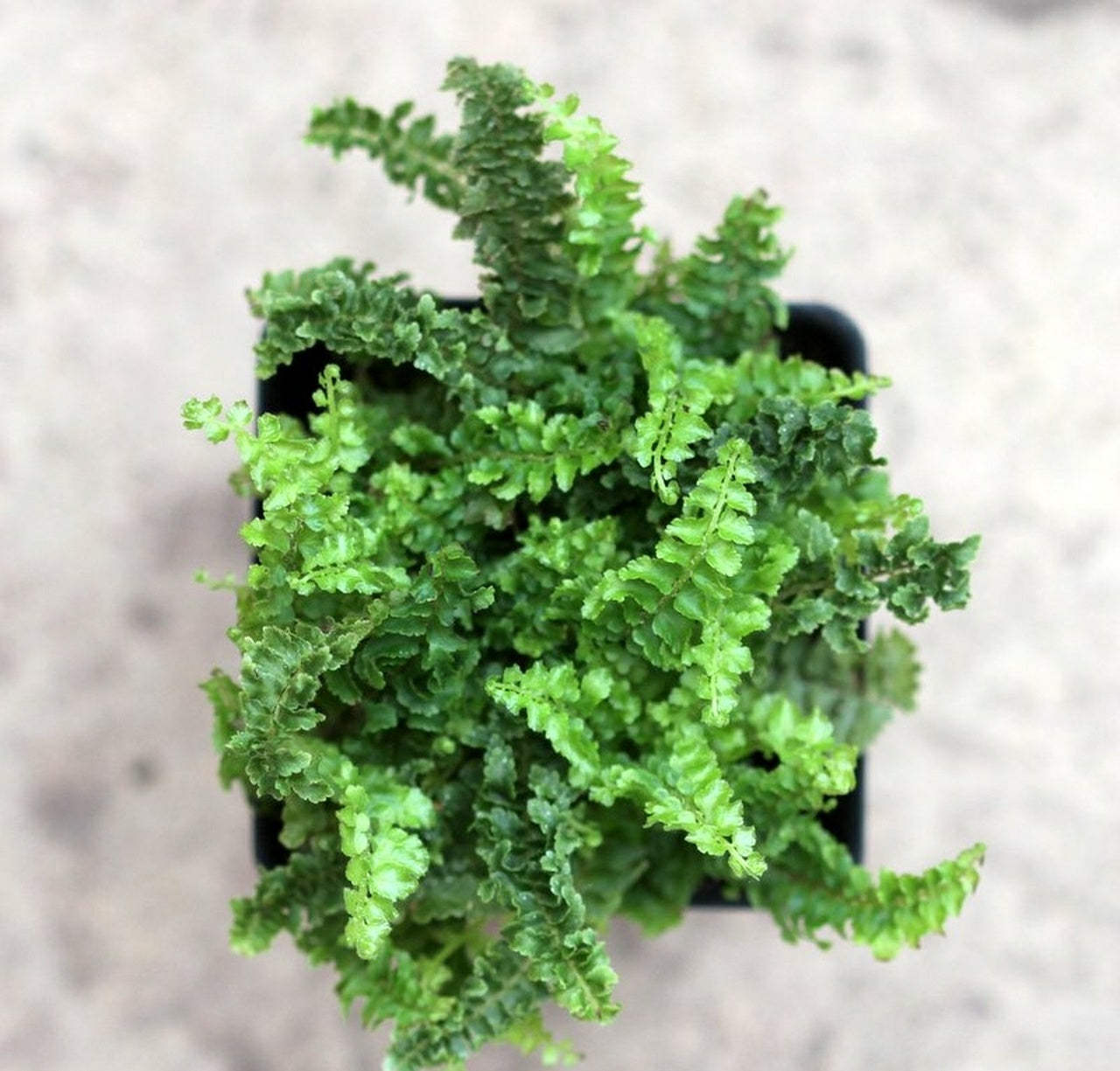 Mini Russells Fern, Miniature Boston fern