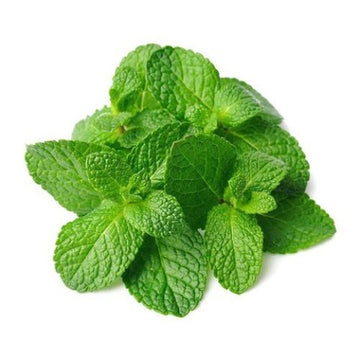 Mint Plant, Pudina Plant